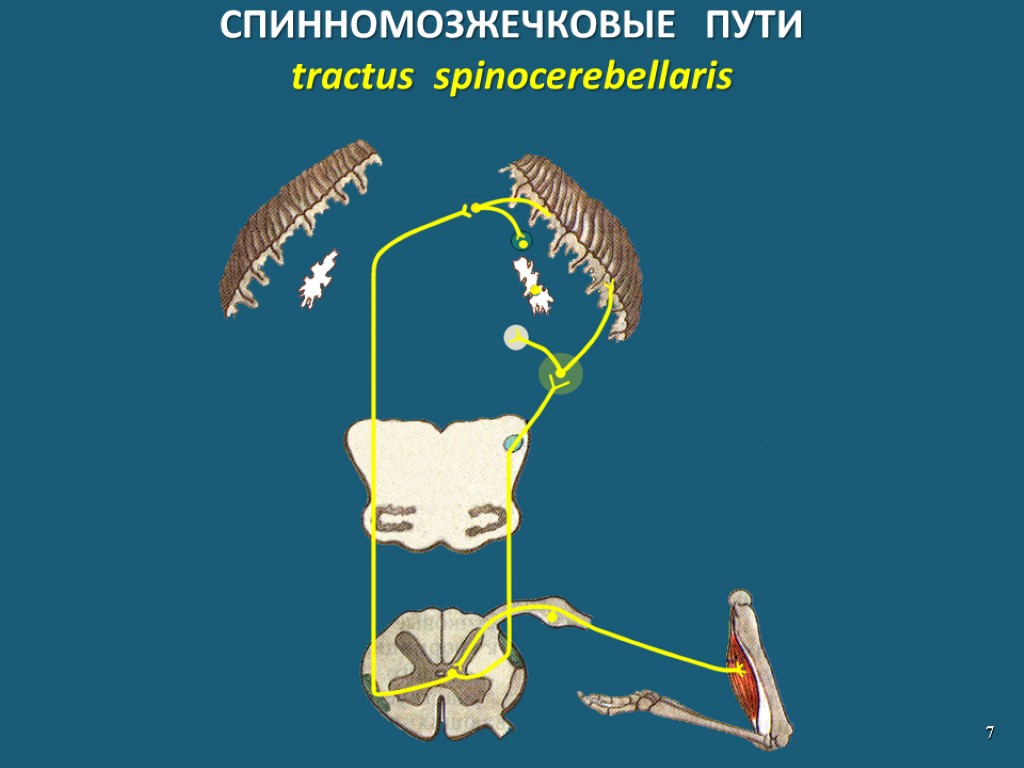 СПИННОМОЗЖЕЧКОВЫЕ ПУТИ tractus spinocerebellaris 7